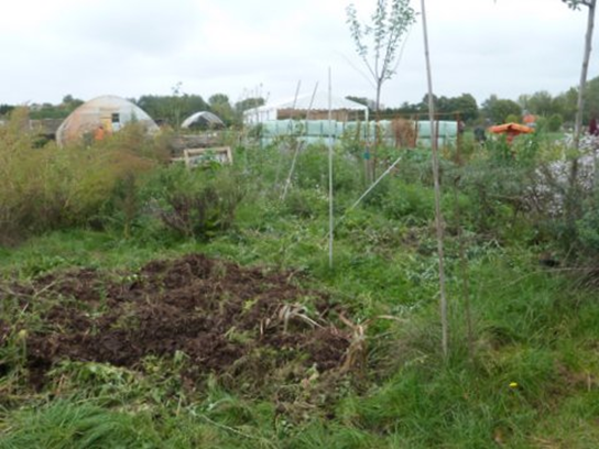 An overgrown garden