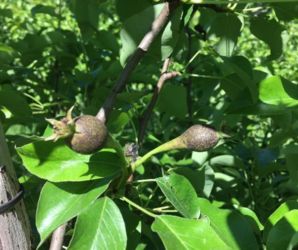 A close up of a plant bud