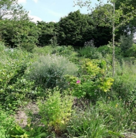 A picture of field of bushes, trees, and various vegetation