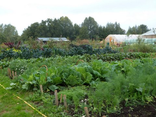 A picture of rows of produce in a garden