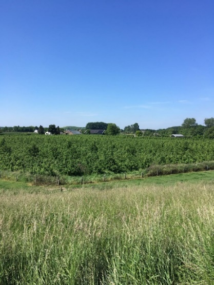 A picture of an open field with vegetation