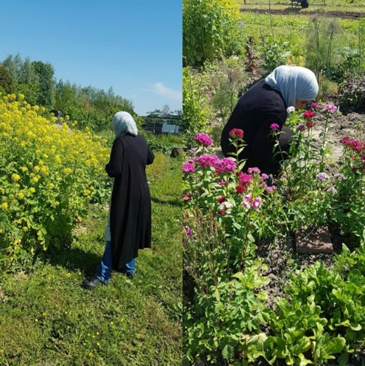 A picture of a person standing next to a field of flowers. A picture of a person sitting and studying the plants around them
