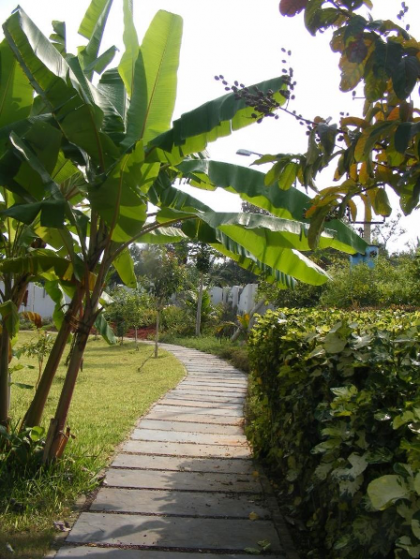 A picture containing an outdoor path through trees and plants