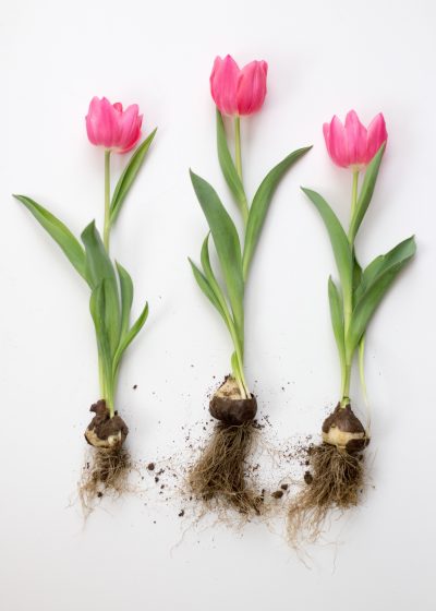 three pink tulip flowers attached to bulbs and roots on a white background, Sixteen Miles Out, unsplash.com