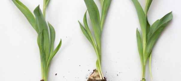Three pink tulip flowers attached to bulbs and roots on a white background, Sixteen Miles Out, unsplash.com