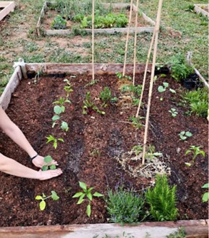 Hands planting a plant in a garden bed