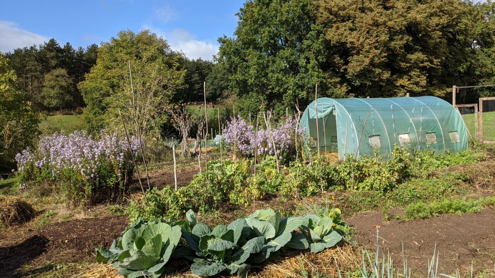 A vegetable garden with a greenhouse