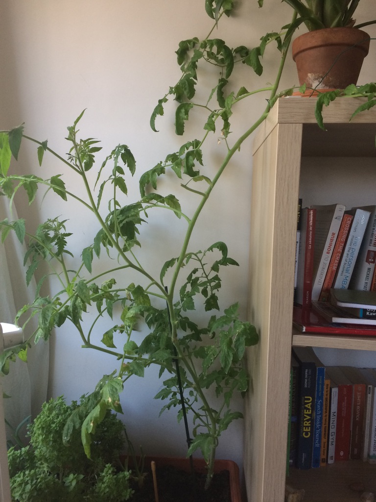 A plant growing next to a bookshelf