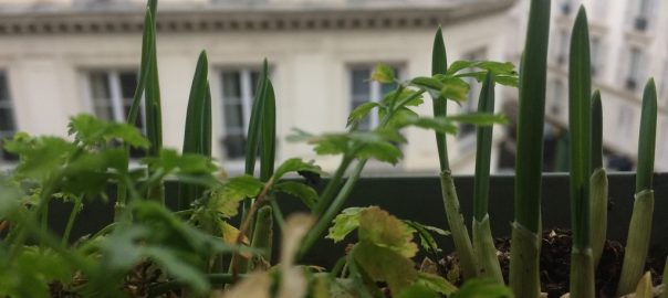 A picture of a close up of growing sprouts overlooking a building across the street