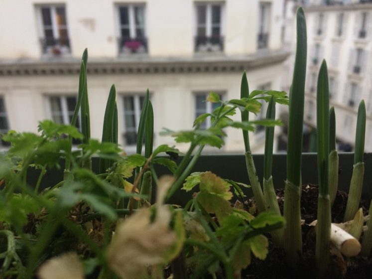 A picture of a close up of growing sprouts overlooking a building across the street