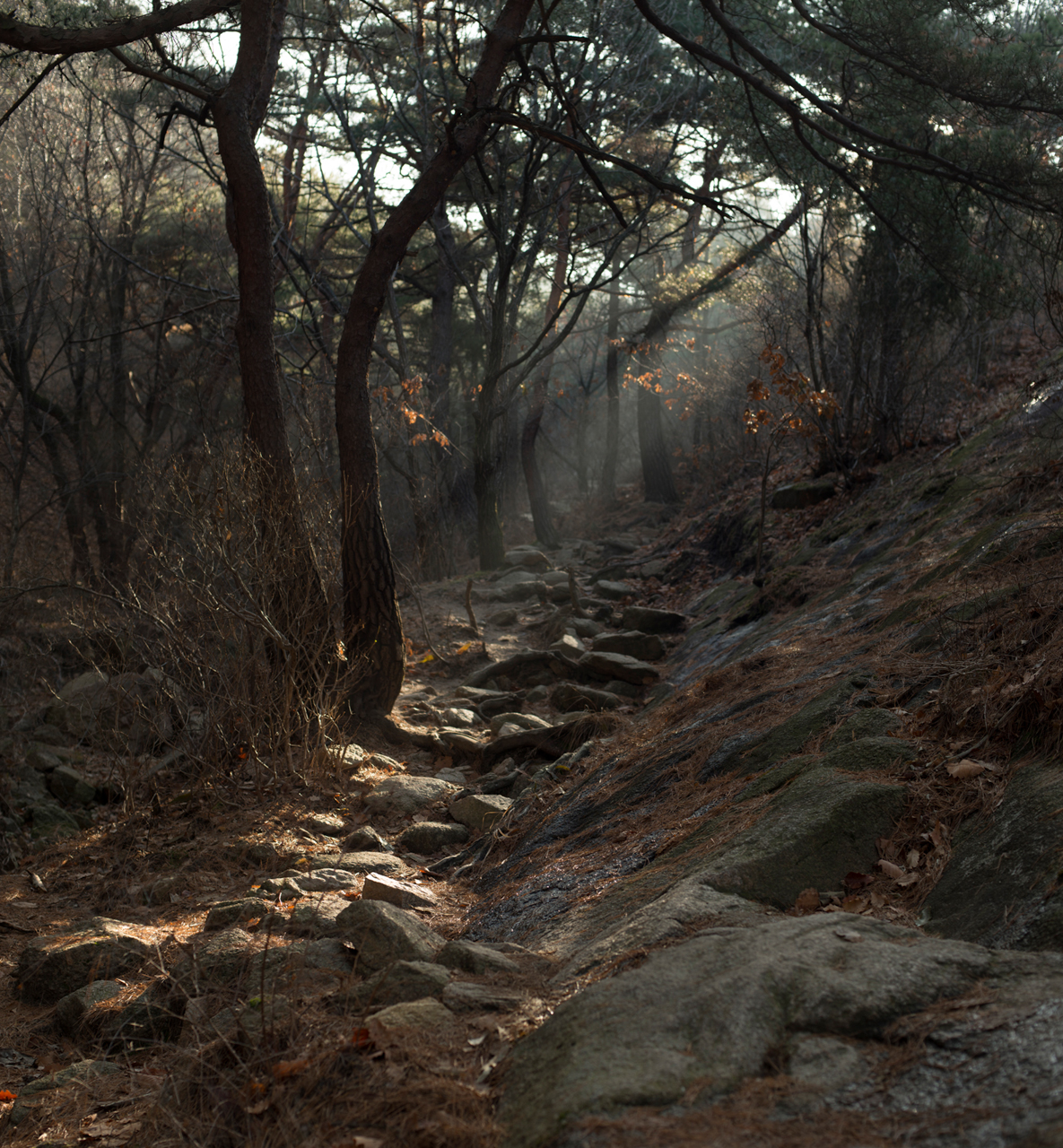 A rocky forest floor with sunlight filtering through the trees