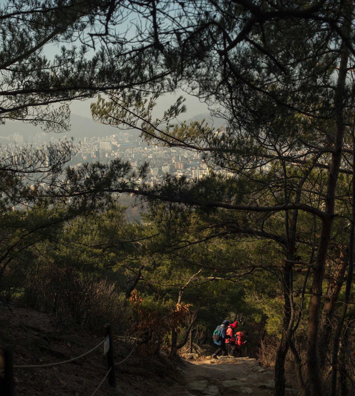 A cityscape through the trees from a mountain