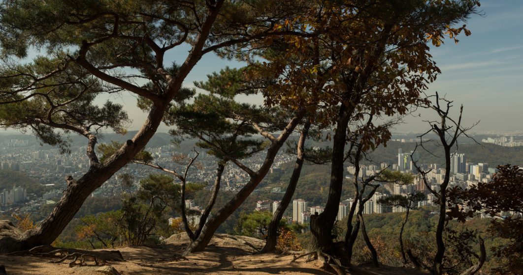 A cityscape through trees from the top of a mountain