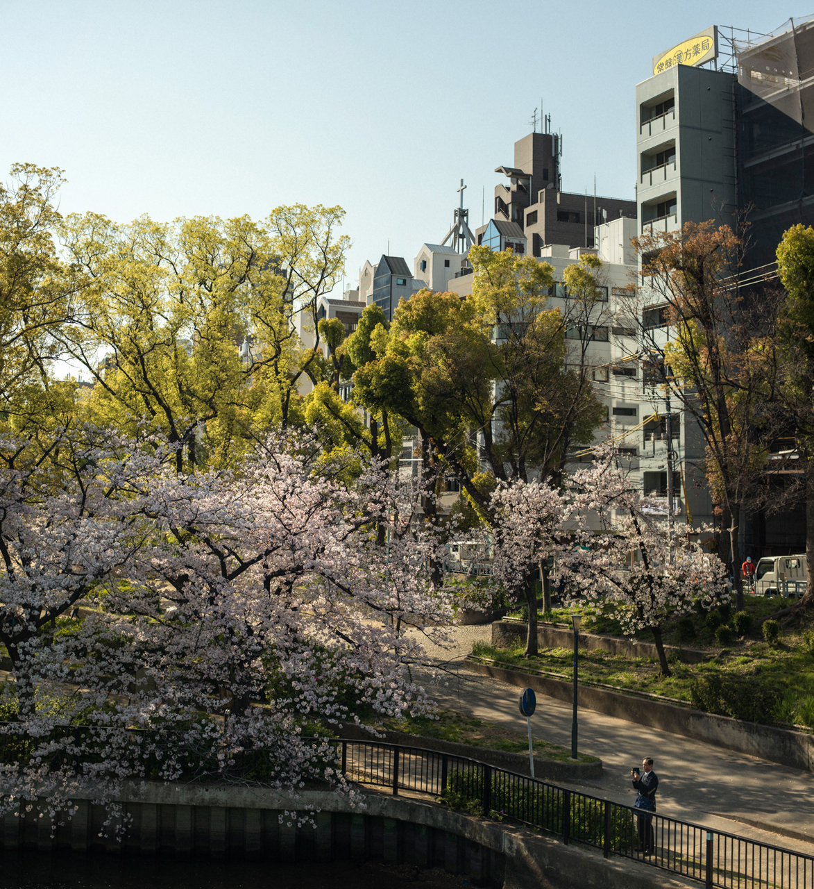 Cherry blossoms in a park with pathways and buildings on the edge of it