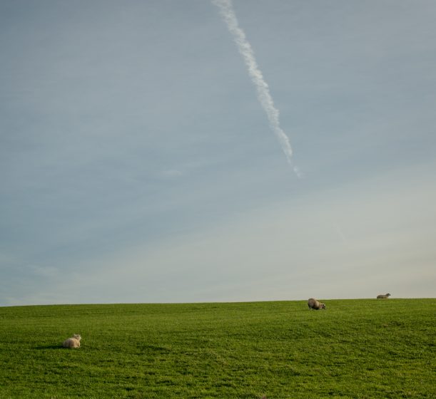 An open field of grass with three sheep in the distance and a clear sky