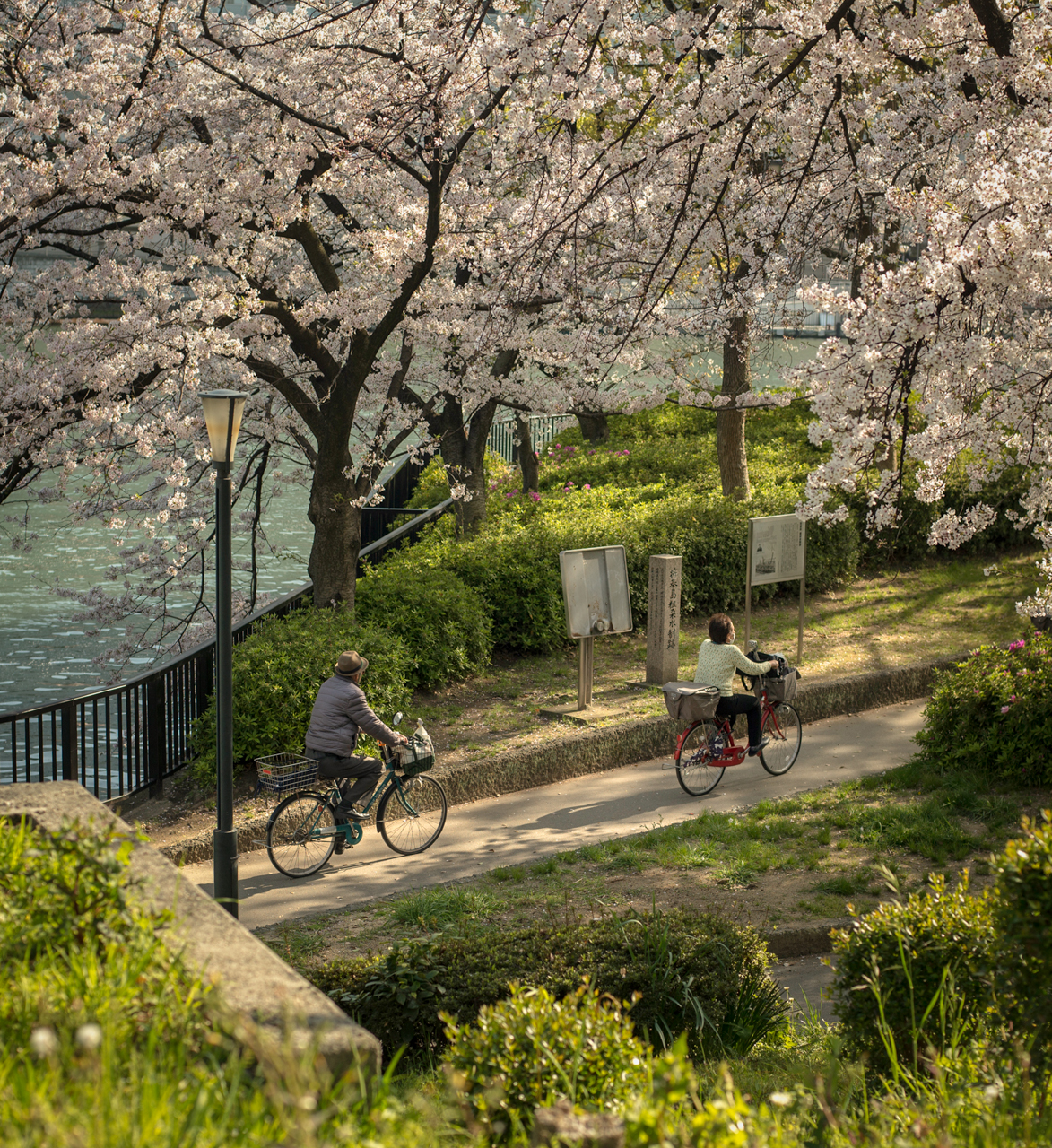 Two people on bikes riding through a park with cherry blossoms and water