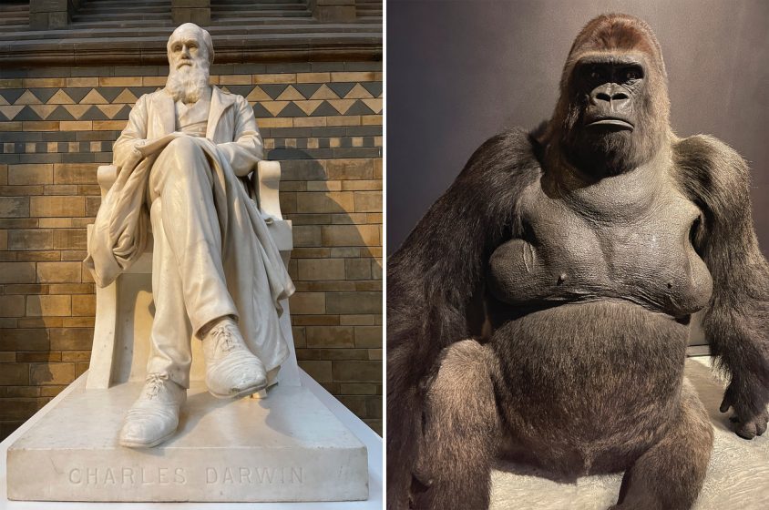 Side by side pictures of a marble statue of a man sitting and a taxidermized gorilla sitting 