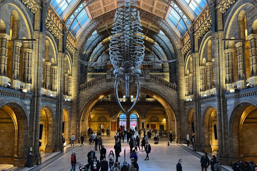 A large room with high arched ceilings, skylights, and a skeleton hanging from the ceiling while people stand around below