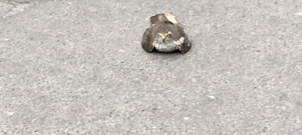 A sparrowhawk sitting on pavement