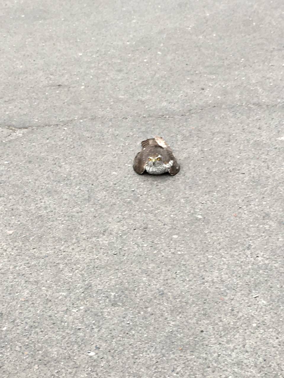 A sparrowhawk sitting on pavement