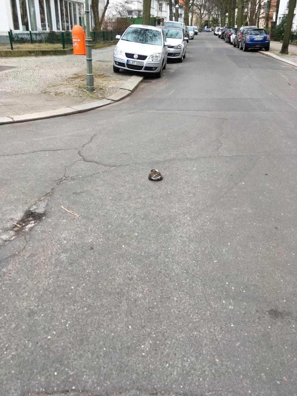 A sparrowhawk sitting in the middle of an empty street