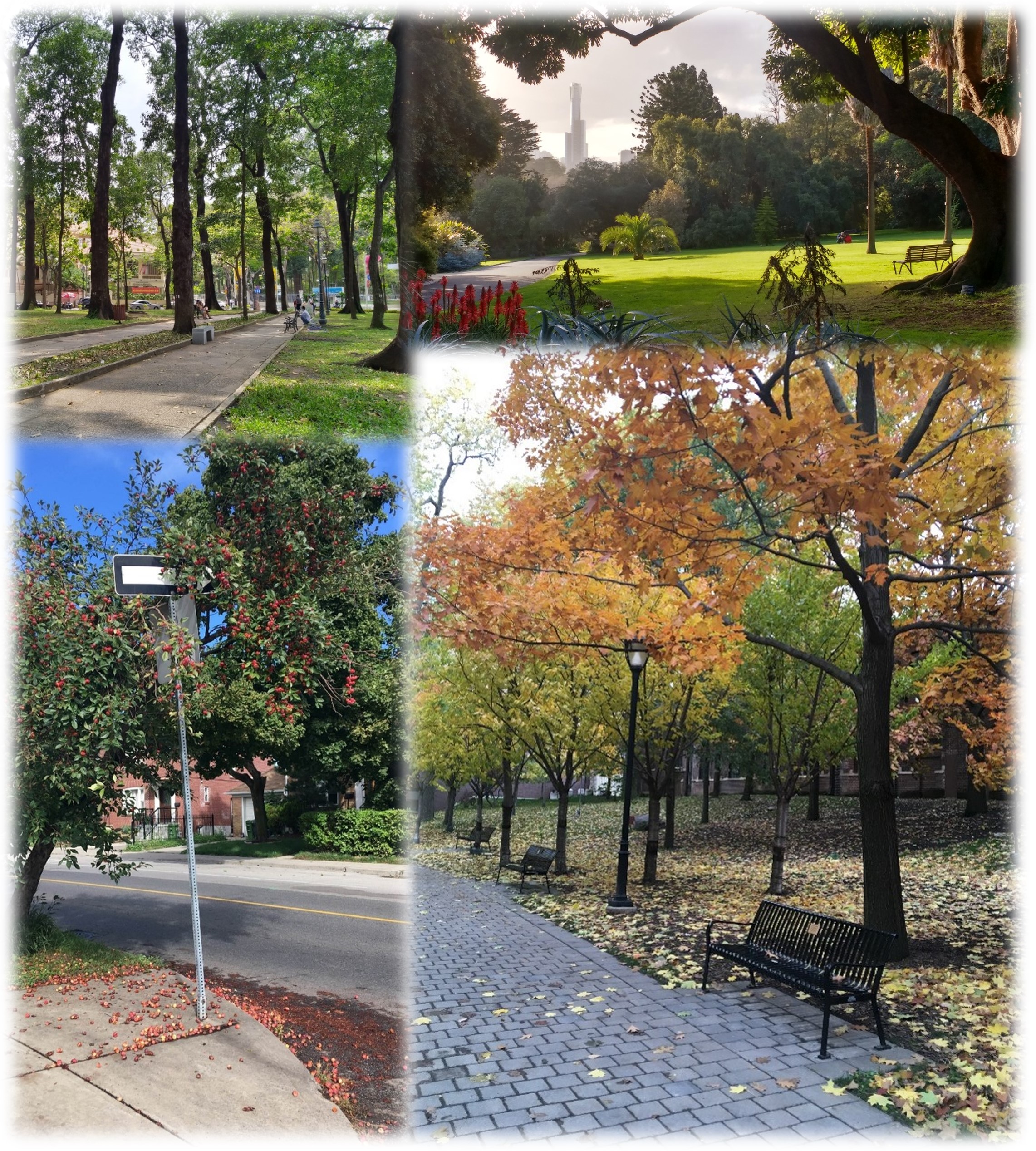 Four pictures of trees in different seasons and areas along some type of path or road