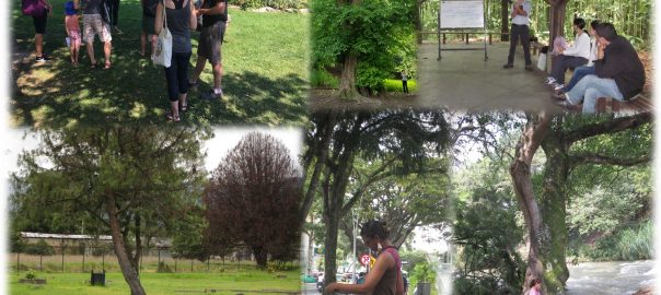 Four pictures of people talking to each other underneath trees in different areas