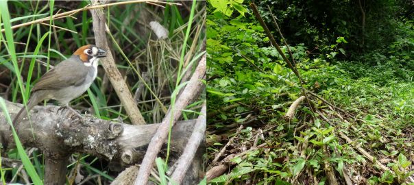 A picture of a bird standing on a pile of sticks and a picture of a thicket of branches and twigs on a forest floor