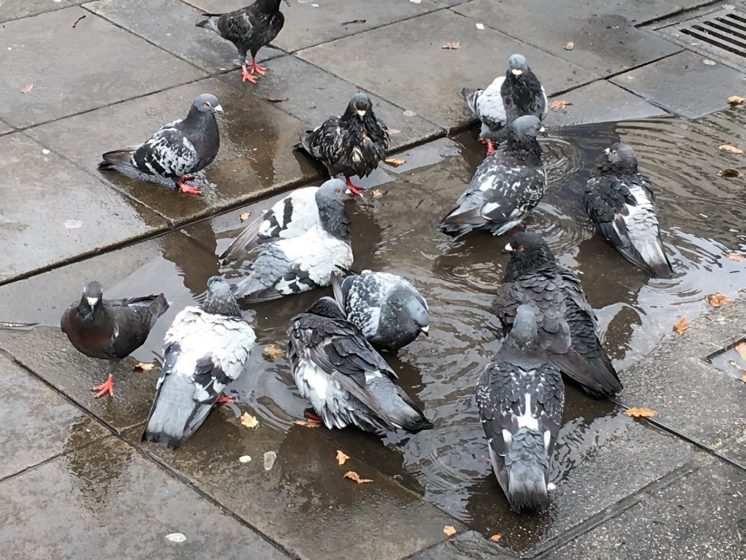 A picture of a group of pigeons eating on a sidewalk