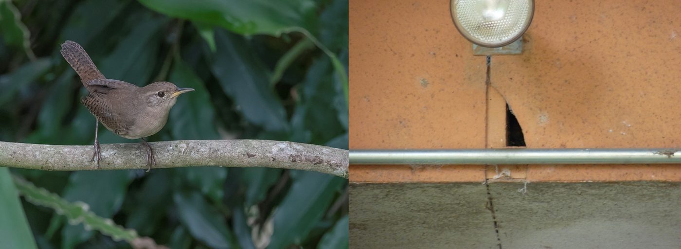 A picture of a bird on a branch and a picture of a hole in an orange wall