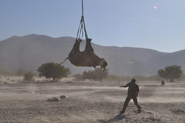 A picture of a Black Rhinoceros hanging upside-down by its feet from ropes with a person standing underneath in the savannah