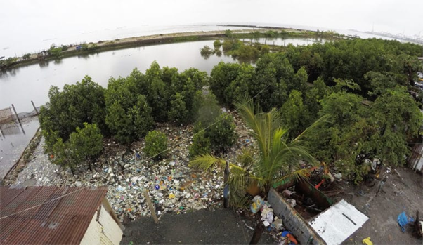 A high angle view of a grove of trees on top of litter next to a body of water