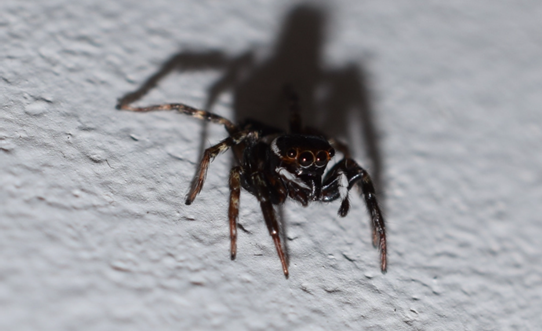 A picture of a spider
