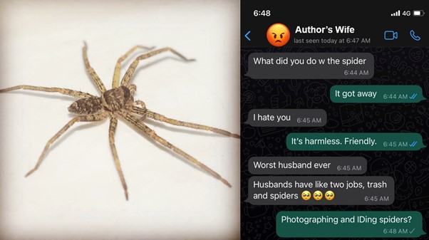 A picture of a huntsman's spider next to a picture of a message thread