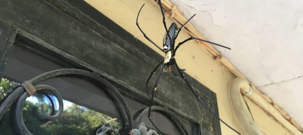 A picture of a spider in a web hanging off a window and outdoor ceiling