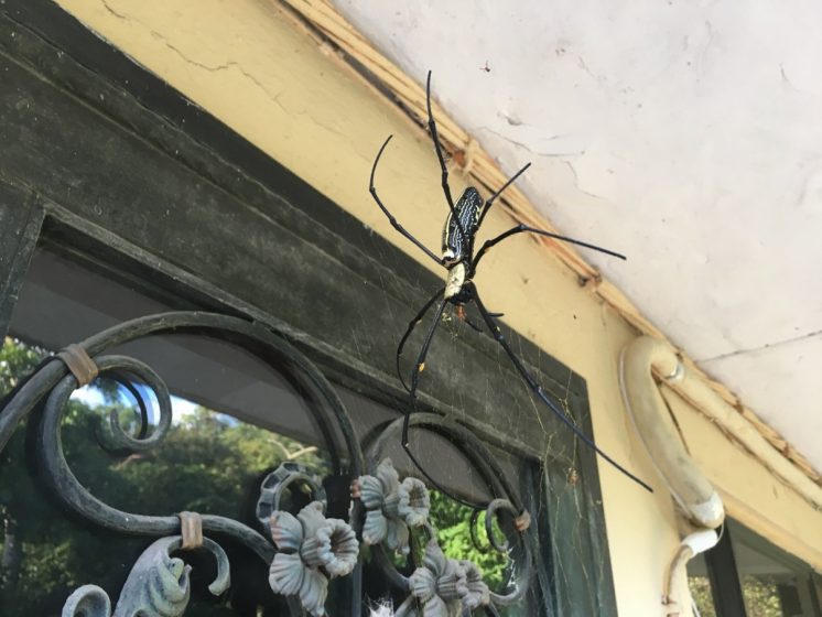 A picture of a spider in a web hanging off a window and outdoor ceiling