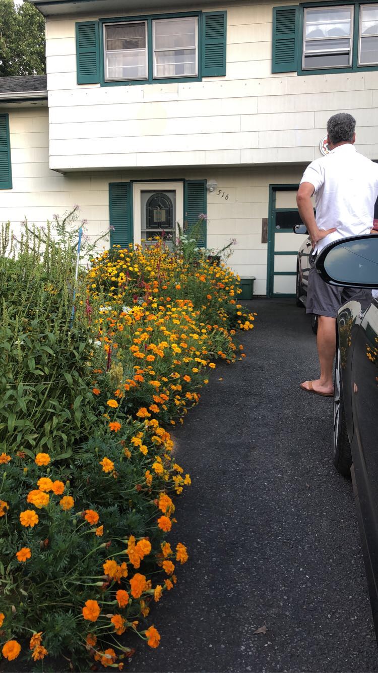A driveway lined in orange marigolds leading up to a white house and a man turned away from the camera