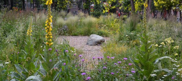 A garden with native flowers and trees