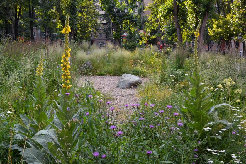 A garden with native flowers and trees