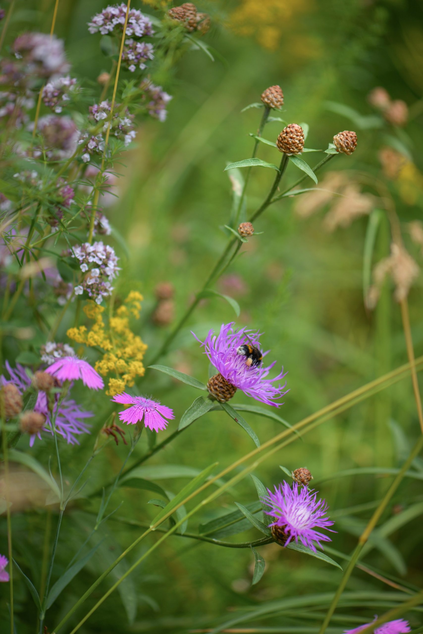 A bee on a native flower