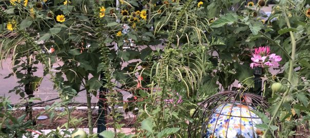 A garden full of flowers and tall plants