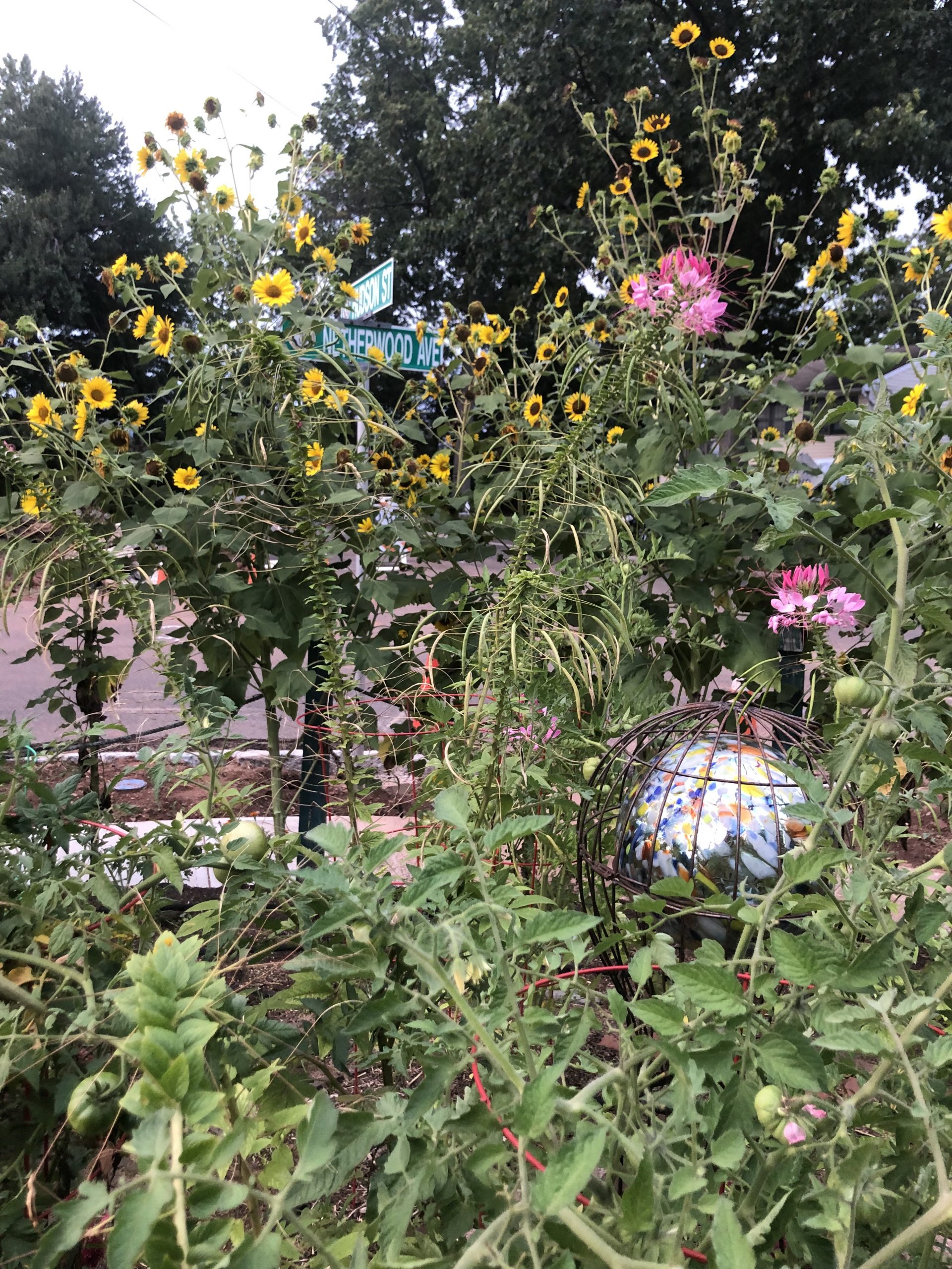 A garden full of flowers and tall plants