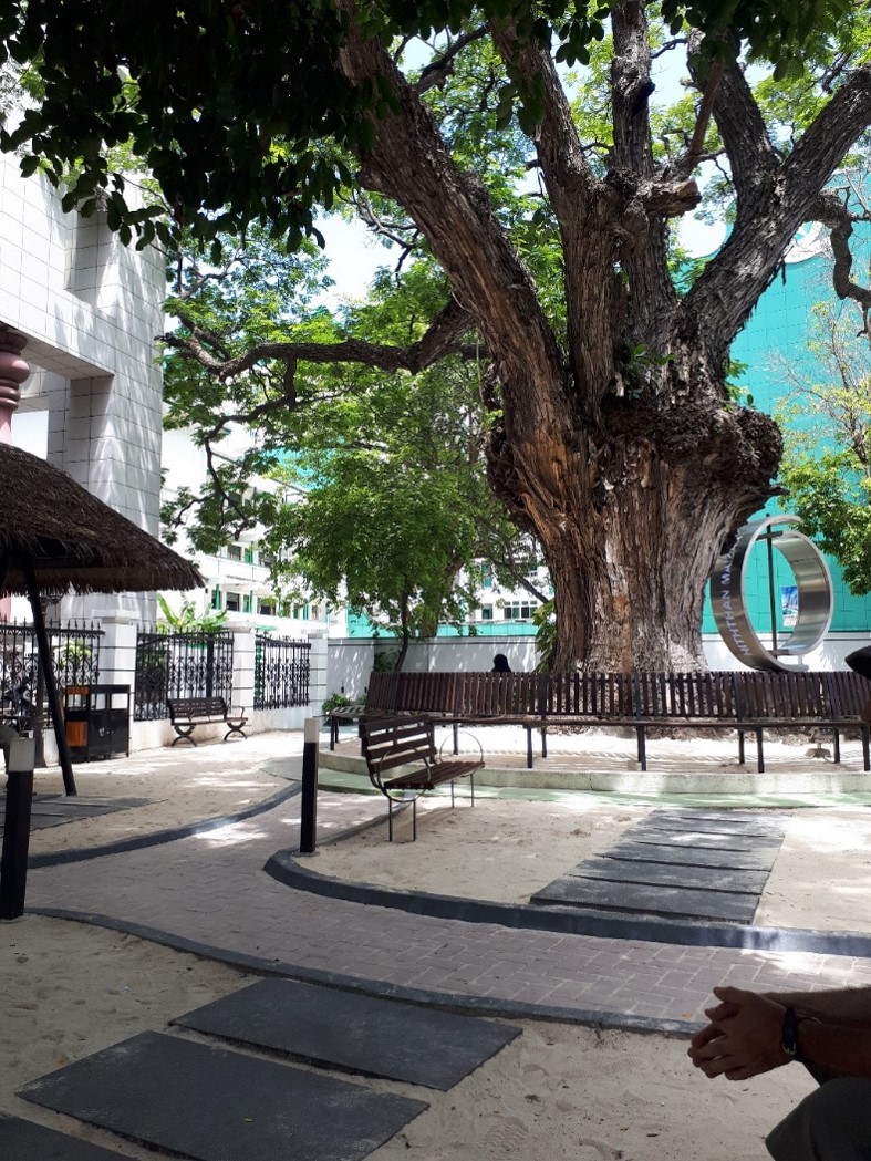 A picture of a sandy park with trees, walking paths, and benches next to a building