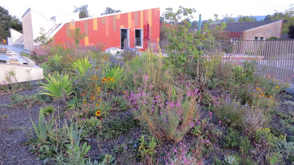 A picture of a wild garden and a building behind it