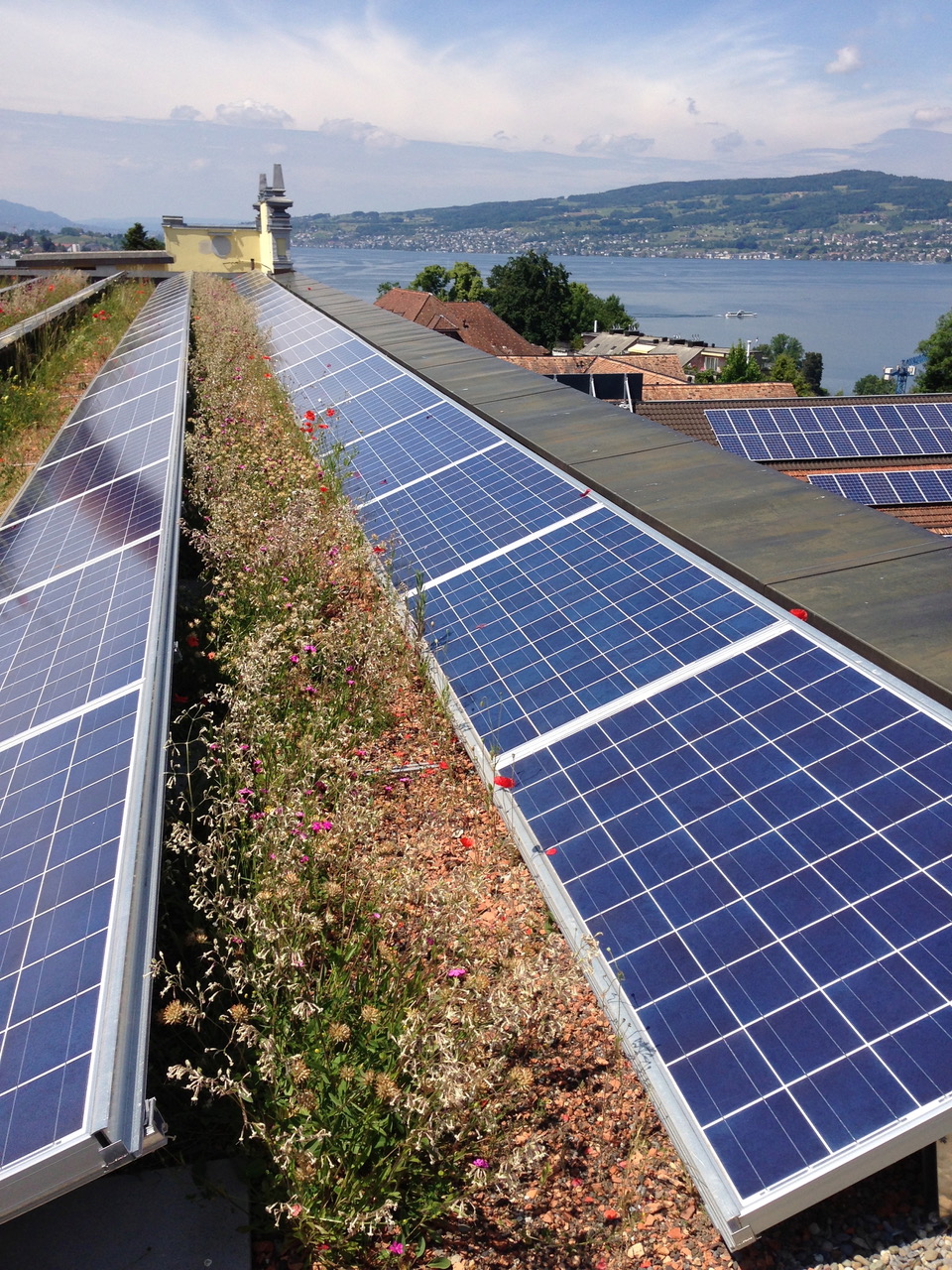 A picture of rows of solar panels