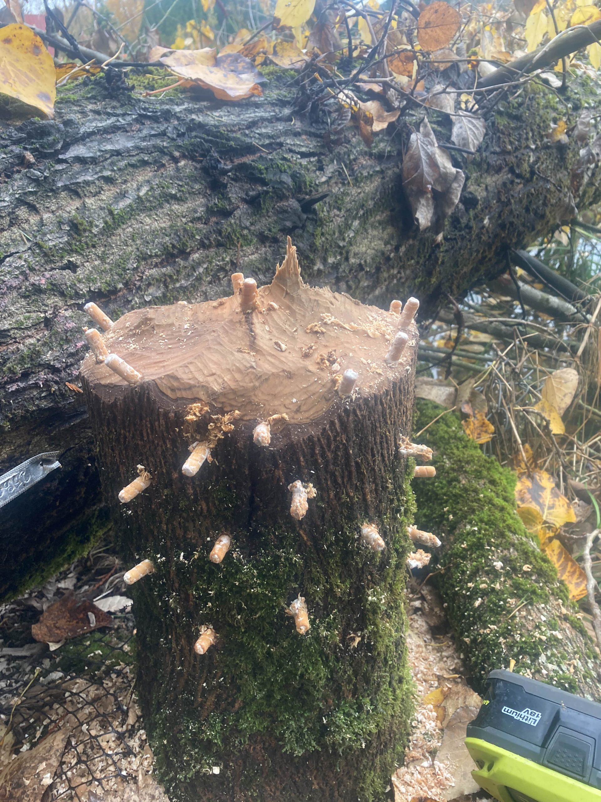 A picture of a chewed up stump with mushroom on it