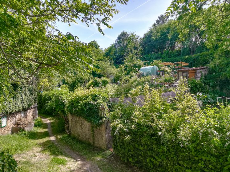 A picture of a garden with overgrown vegetation and trees