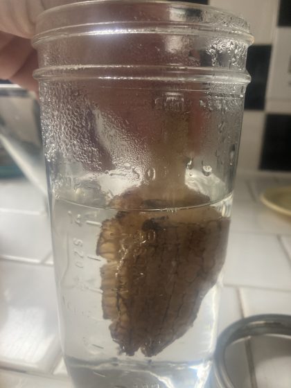 A picture of a mushroom in a cup of water