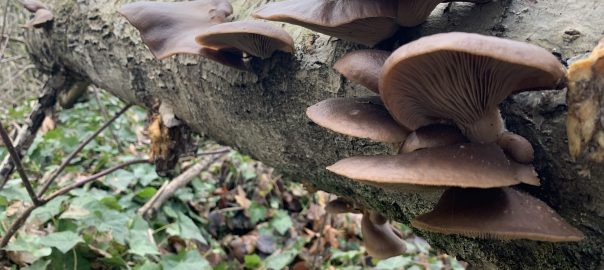 A picture of a fallen log covered in mushrooms