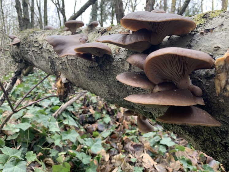 A picture of a fallen log covered in mushrooms